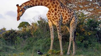 Pet Rabbit Becomes Friends With Wild Giraffe - YouTube