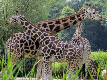 Wild Giraffes