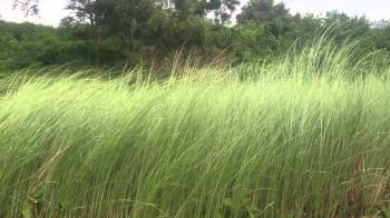 wild grass swaying - YouTube
