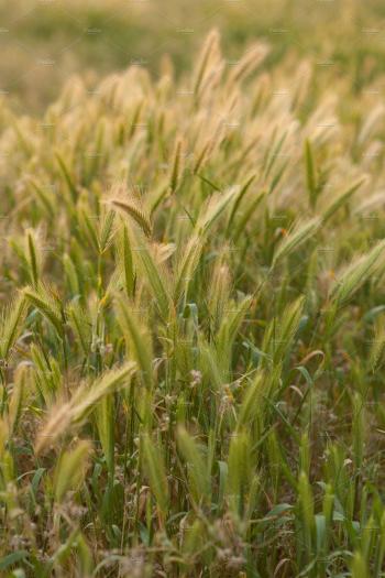 Wild California Rye Grass Vertical ~ Nature Photos ~ Creative Market