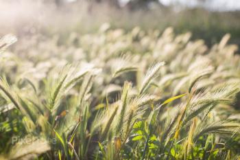 Sun-Lit Field of a Wild Grass Stock Photo — PixelTote