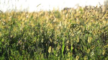 Wild grass field at sunset Stock Video Footage - VideoBlocks
