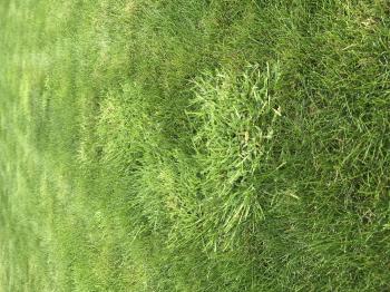 Wild grass or weeds ? — Forum | gardenersworld.com