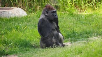 Free Images : nature, animal, male, wildlife, wild, zoo, portrait ...