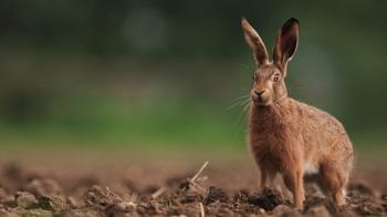 Wild Hare Sign Company