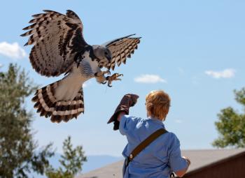 Harpy eagle | Birds of Prey | Pinterest | Harpy eagle, Eagle and Bird