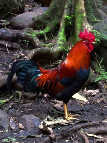 Wild chickens and roosters in Kauai Hawaii run free and protected ...