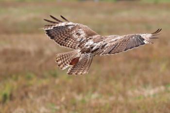 Free Images : nature, field, prairie, flying, wildlife, wild, young ...
