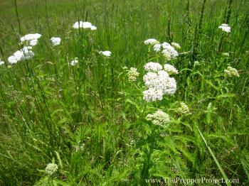 5 Easy To Find Medicinal Herbs from the Wild