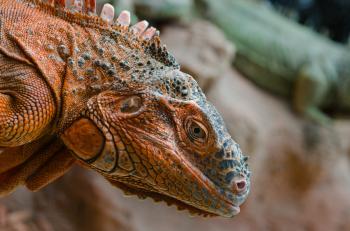 Free stock photo of animal, iguana, lizard
