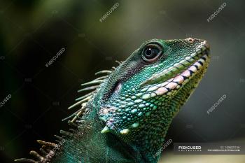 Wild iguana in nature — Stock Photo | #159829156