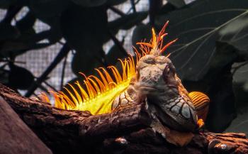 Wild Iguana
