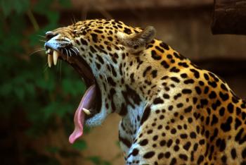 Jaguar - Wikipedia