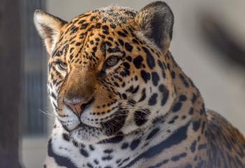 Cats: Cat Wild Jaguar Carnivore Photos Cats for HD 16:9 High ...
