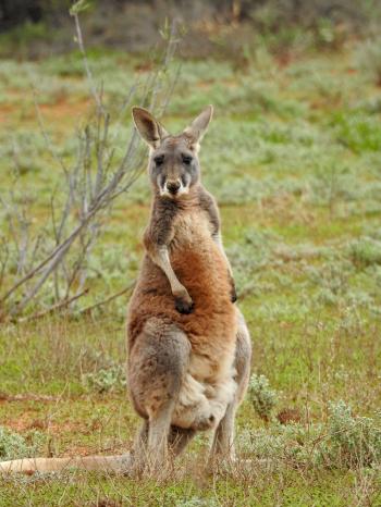 Wild Kangaroo