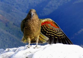 New Zealand parrot's 'laugh' is so contagious other birds just can't ...