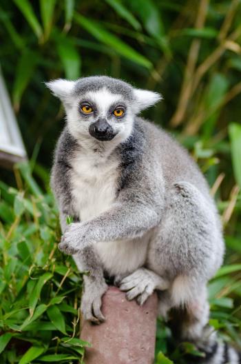 Pin by judy hutcheson on Animals | Pinterest | Lemur, Animal and Pet ...