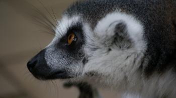 Wild Lemur