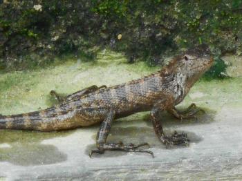 File:Wild lizard looks like having scales like fish reminicent of ...