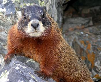 Wild Marmot