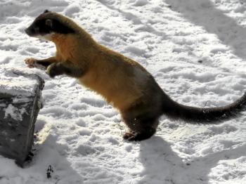 Free Images : forest, snow, animal, cute, wildlife, wild, mammal ...