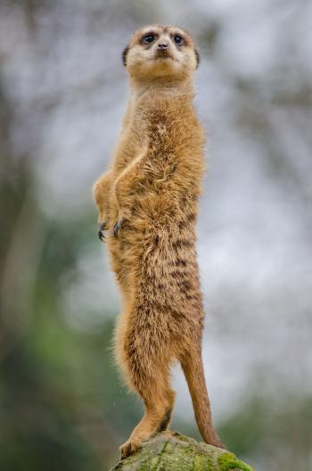 Wild Meerkat
