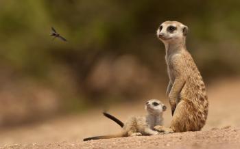 86 Meerkat HD Wallpapers | Background Images - Wallpaper Abyss