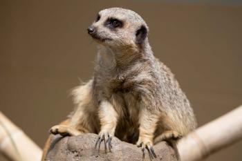 Slender-tailed Meerkat - Zoo Atlanta