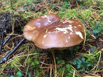 Edible wild mushrooms 2 | inesepogalifeschool