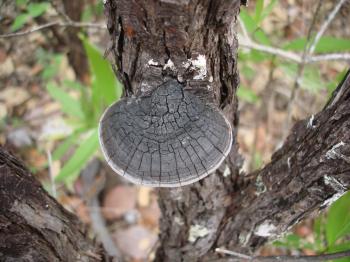 Photos of Wild Mushrooms in Guanacaste | GuanacasteCostaRica