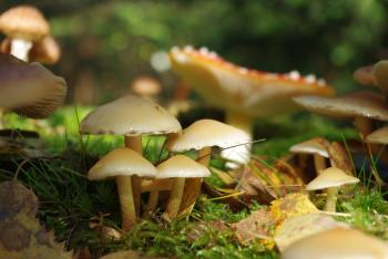 Wild Mushrooms in the Garden