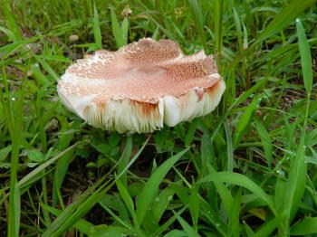Wild Mushroon