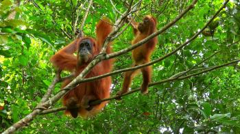 Animals in wild. Orangutan female and cute baby in tropical ...