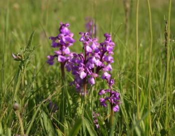 Wild Orchid in North America | OrchidsMadeEasy.com