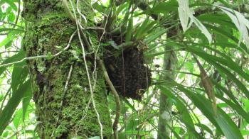 Wild Bees on Wild Orchid (04May2013) - YouTube