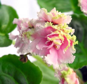LE- Wild Orchid/Dikaya Orchideya (Ukrainian/Russian) Large, soft ...