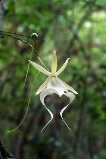 Roger Hammer: “Wild Orchids of Florida” – South Florida Orchid Society
