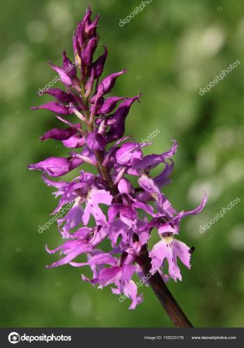 lila flower of wild orchid on meadow — Stock Photo © Manka #155233178