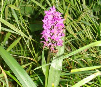 Wild (?) orchids - Identify this - Wildlife - The RSPB Community