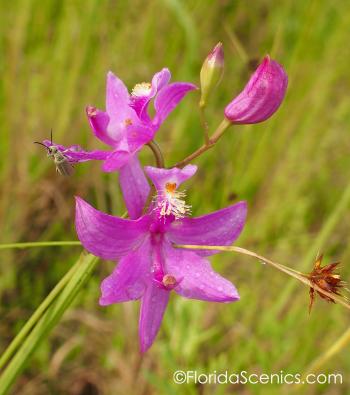 Side Trip – Wild Orchid Walk with Prem | Florida Scenics Blog- The ...