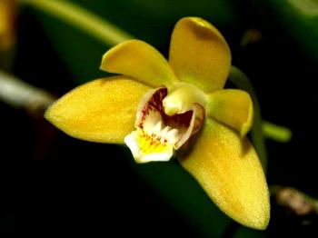 Wild orchids in sumatra