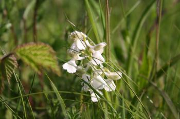 wild orchids | A Gardener in France