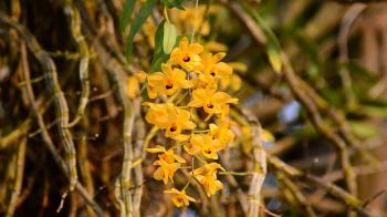 Dendrobium friedericksianum wild orchid in Thailand Stock Video ...