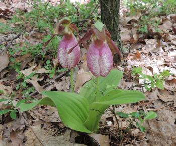 Wild Orchids of New England, a talk by Bill Brumback from the New ...