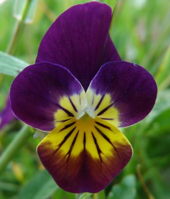 Wild pansy - Imgur