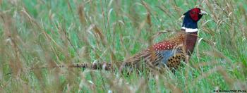 Wild Pheasant Recovery Areas