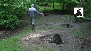 How to feed wild boar with maize / corn - YouTube