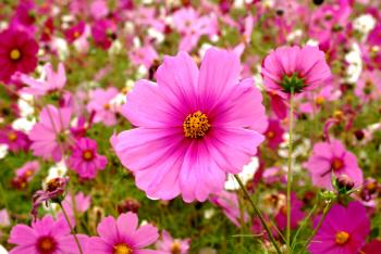 Flowers: Spring Flowers Pink Wild Flowes Flower Desktop Pictures for ...
