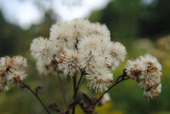 Wild Plant Free Stock Photo - Public Domain Pictures