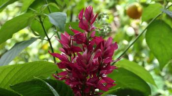 Strange tropical wild plant swaying gently with the breeze. nature ...